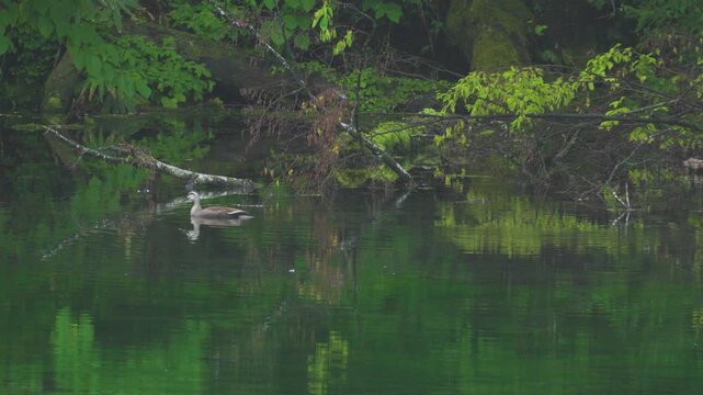 新潟県,津南町,龍ヶ窪,池,湧水,日本名水百選,龍神伝説