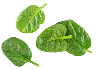 Fototapeta premium Flying Spinach leaves isolated on white. Levitating baby spinach leaves collection. Fresh green Espinach top view. Pattern
