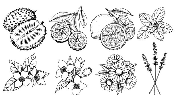 Black and white hand drawn tea flavor ingredients vector set with botanical lemon mint jasmine chamomile lavender and bergamot