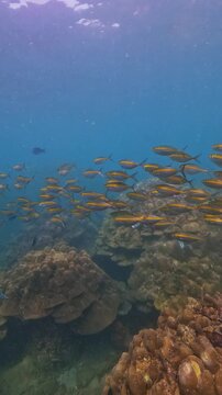 Observe a massive school of yellow Carangidae Selar boops fish swimming actively over a colorful coral reef in clear blue tropical ocean water during a serene dive