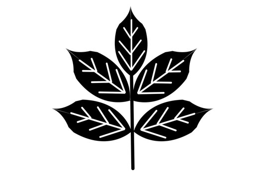 vector black silhouette of a hickory leaf