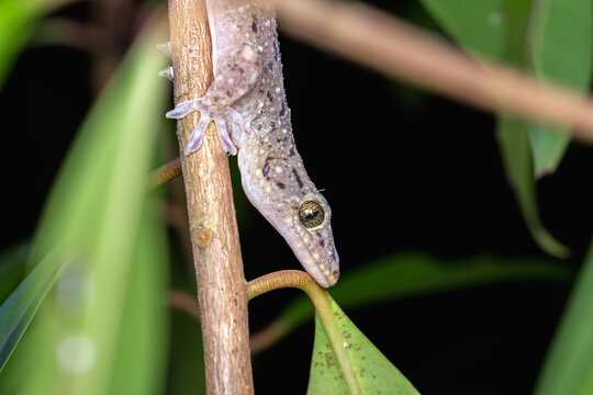 Common house gecko Hemidactylus frenatus macro in Singapore
