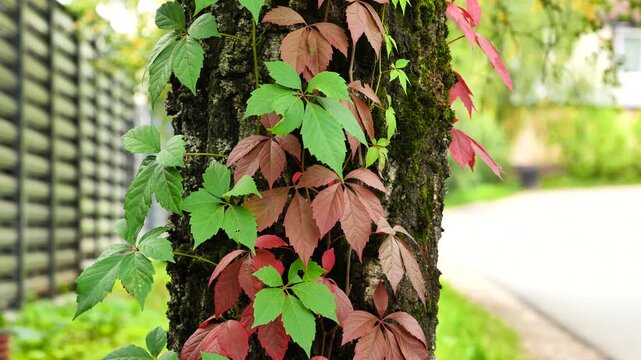 Colorful Virginia creeper leaves climbing a mossy tree trunk during autumn.