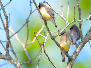 cedar waxwing is a member of the family Bombycillidae or waxwing family of passerine birds. It is a medium sized bird that is mainly brown, gray, and yellow