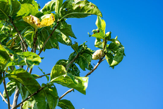 Organic noni fruit growing on green leafy tree branch under clear blue sky morinda citrifolia tropical botanical garden herbal medicine ingredient superfood plant in nature background