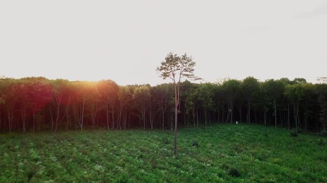 Lone pine tree standing tall in a reforested clearing during a beautiful summer sunset in the forest