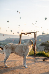 Fototapeta premium Guardian dog standing at sunrise with hot air balloons in Cappadoccia, Turkey