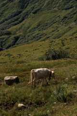Fototapeta premium Group of cows standing together on mountain pasture. Traditional alpine agriculture and rural life.