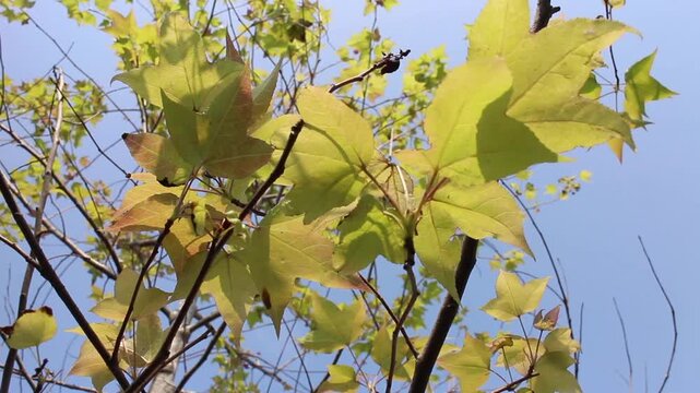 Outdoors garden surrounded by tropical plant, stock footage
