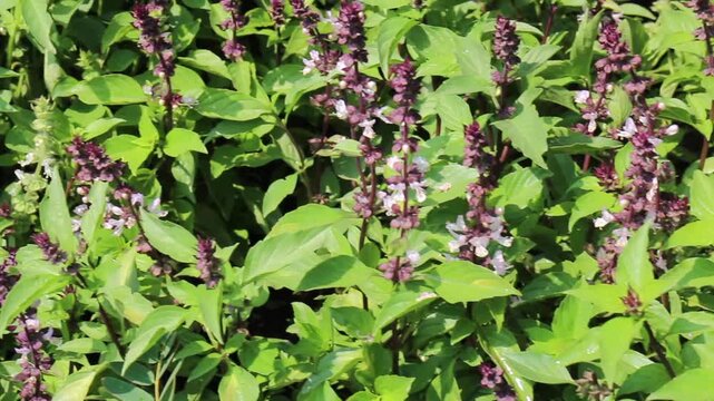 Outdoors garden surrounded by tropical plant, stock footage