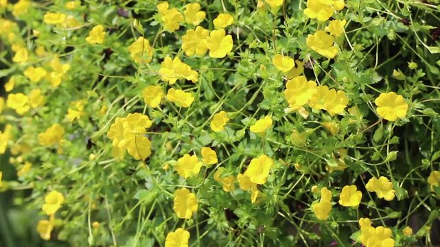 Outdoors garden surrounded by tropical plant, stock footage