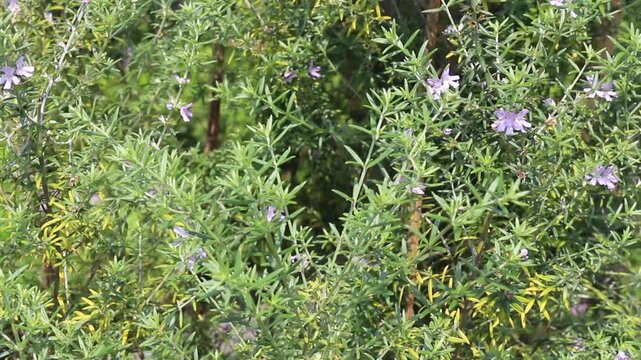 Outdoors garden surrounded by tropical plant, stock footage