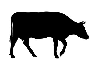 Fototapeta premium silhouette of a walking cow - vector illustration 