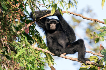 Fototapeta premium A Siamang enjoys the last sunshine at Frasers Hill, Malaysia. The monkey sits on a branch and hold his arms above his head. The sky is blue in the background.