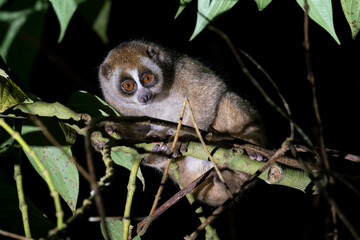 Obraz premium A Sunda Slow Loris with big brown eyes waits on a branch during nighttime in Malaysia.