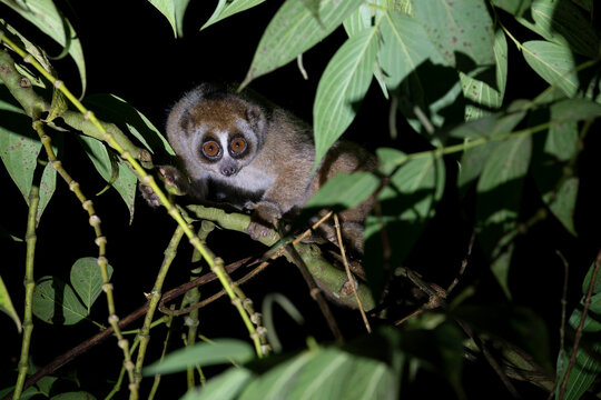 A Sunda Slow Loris stands on a branch during nighttime in Malaysia.