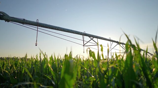 Irrigation pivot sprays water over corn field at sunrise. Sprinkler system waters crop in morning. Agriculture irrigation equipment in cornfield. Farm pivot sprays water on field at dawn.