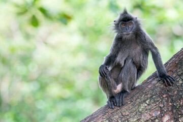 Fototapeta premium A grey Selangor Langur sits on a tree trunk on the right side of the photo in Asia, Malaysia.