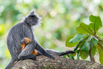 Obraz premium A grey Selangor Langur looks at the camera with his orange youngster between his legs in Asia, Malaysia. The background is green and he sits on a branch.