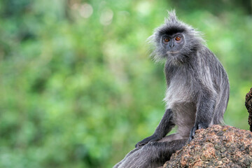 Fototapeta premium A grey Selangor Langur sits on a tree trunk on the right side of the photo in Asia, Malaysia.