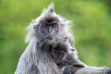 Obraz premium A Selangor Langur looks at the camera with his youngster in Asia, Malaysia. The background is green.