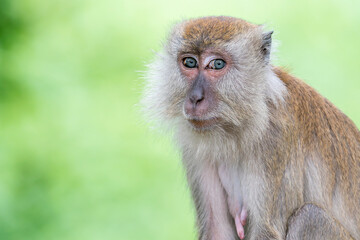 Obraz premium A Long-tailed Macaque looks shy to the camera in Asia, Malaysia. The background is soft green.