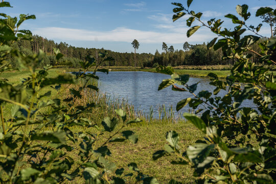 Forest retention pond surrounded by greenery during summer
