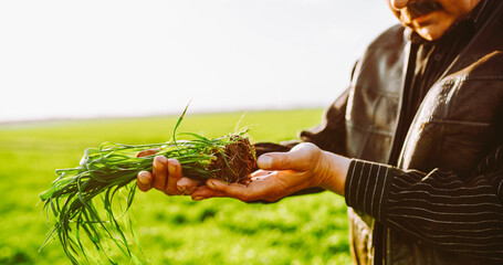 A farmer stands in a green field holding a young plant with both hands. The sun shines brightly as he reflects on his work. The surrounding landscape shows a healthy crop. © maxbelchenko
