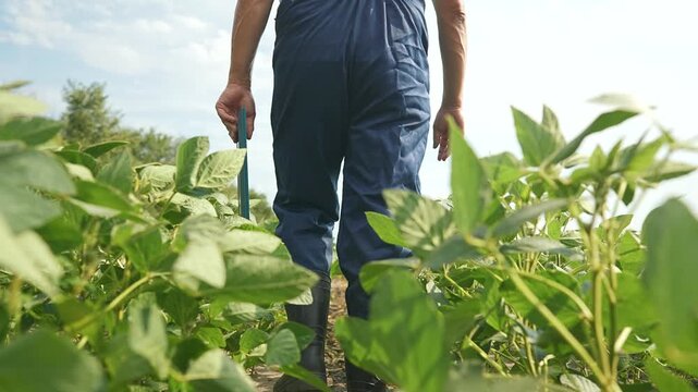 Farmer walks through soybean field holding tablet. Worker inspects crop rows in rural farmland. Farmer monitors soybean growth. Agricultural worker walks between crop rows. Field inspection with