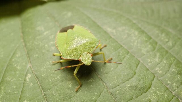 Close-up of green shield bug (Palomena prasina) on leaf in natural habitat