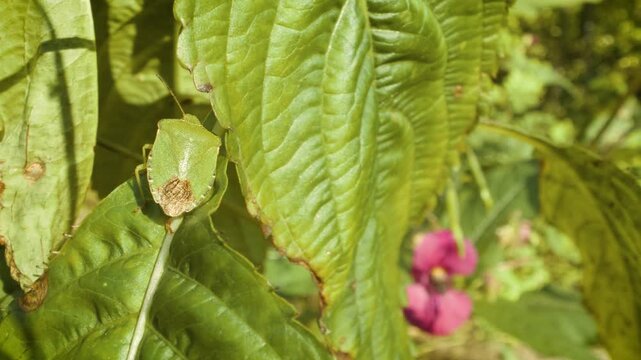 Green shield bug nymph (Palomena prasina) on wild plant in natural habitat macro wildlife video	
