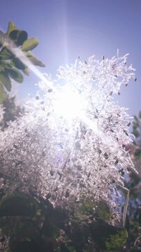 On sunny day, fuzzy seed heads of Eurasian smoketree in blue sky background, backlit by sun