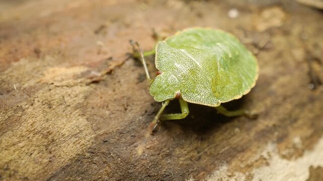 Common green shield bug nymph (Palomena prasina) macro wildlife video in natural habitat