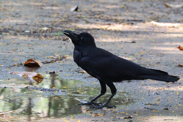 Fototapeta premium Raven's Serenity: A majestic raven stands gracefully by a puddle of water, its sleek black plumage glistening under the soft natural light.