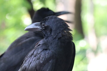 Fototapeta premium Intriguing Raven Duo: Two corvus species stand side-by-side, their sleek black plumage glistening, creating a contrast against the blurred, green backdrop.
