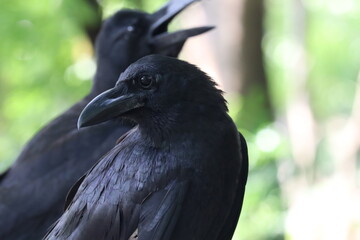 Fototapeta premium Mysterious Raven Duo: A captivating close-up of two ravens, their dark plumage contrasting against the natural backdrop, reveals an atmosphere of intrigue and wonder.