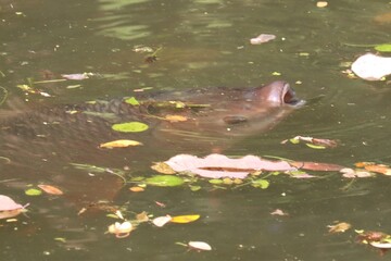 Hippopotamus's Daydream: A captivating depiction of a hippopotamus in its aquatic domain, swimming amidst floating debris and natural elements. revealing the hippopotamus's presence and serene state.