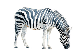 Obraz premium Watercolor Zebra Bending to Graze