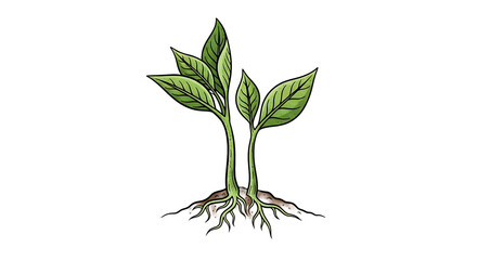 Fototapeta premium A minimalist illustration of two green plants growing in soil on transparent background in a modern artistic style