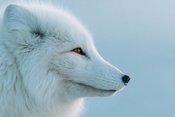 Fototapeta premium fox portrait in snowy wilderness