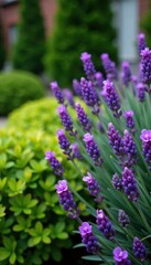 Fototapeta premium Delicate petals bloom amidst neatly trimmed boxwood and lavender , gardens, nature