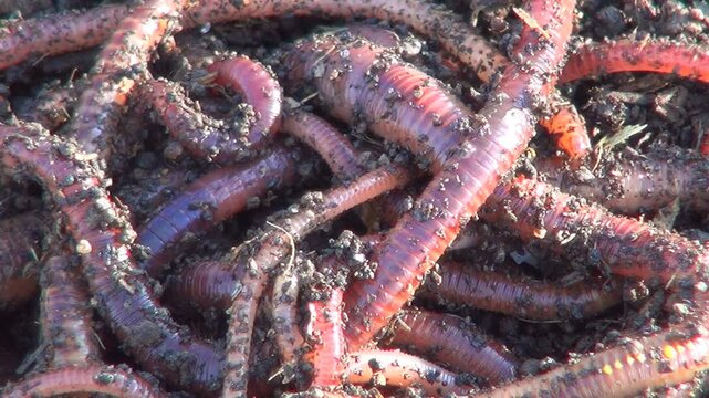 Earthworm as Bait for Fishing Rod, Worms for Fishing Hook, Food for Fish