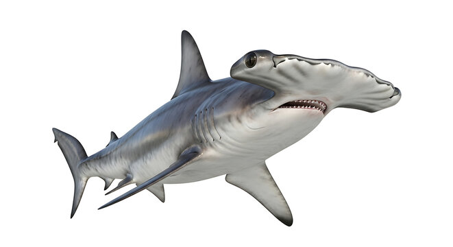 A surreal artistic style depiction of a shark with two heads on transparent background