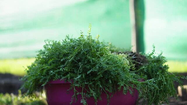 Fresh Organic Chana Saag Harvest showing tender chickpea greens collected using traditional methods. A healthy, chemical-free farm-to-table journey with sustainable farming and fresh produce.