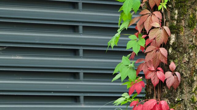 Autumn ivy with red and green leaves climbing a tree trunk against a modern gray slatted metal background.