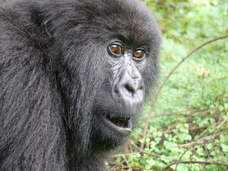 Naklejka premium Gorilla aus Ruanda Nahaufnahme