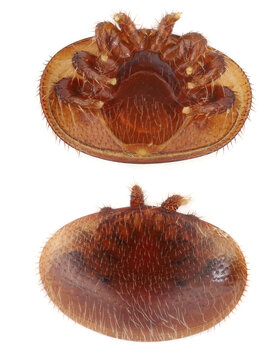 High macro view, underside (at the top) and the underside of the body (at the bottom) of Varroa destructor parasitic bee mite. Isolated on a white background.