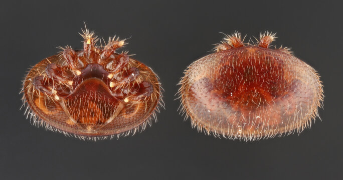 close-up of the Varroa destructor mite. The mite is a parasite that affects honeybees, posing a significant threat to bee colonies. Arachnid viewed from above and below.