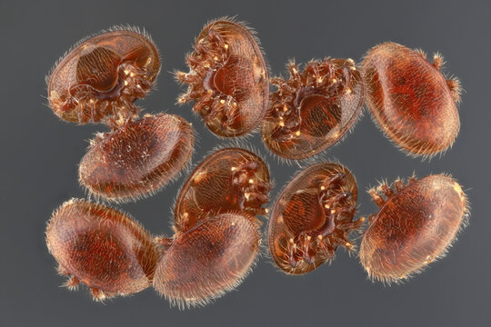 Extreme magnification of Varroa destructor (Varroa mite). External parasitic mite that attacks and feeds on honey bees and is one of the most damaging honey bee pests in the world.