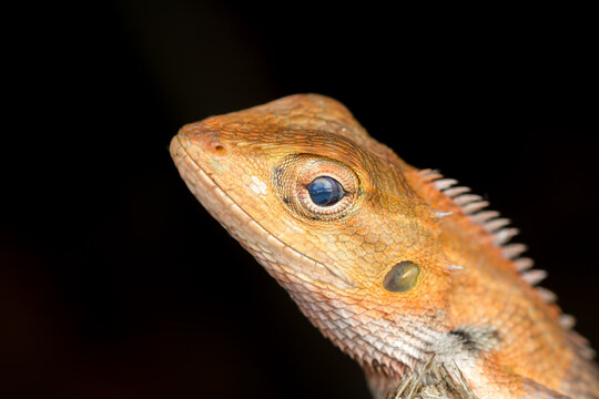 Oriental garden lizard with visible nictitating membrane macro close up